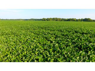 TRACT 6 - ILLINOIS LAND AUCTION - 4,810+/- ACRES OFFERED IN 85 TRACTS IN FRANKLIN, WILLIAMSON, HAMILTON & SALINE COUNTIES, ILLINOIS